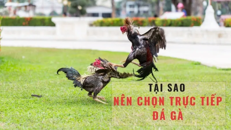 Giới thiệu về đá gà trực tiếp bình luận viên