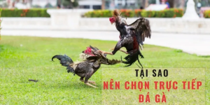 Trận Đá Gà Trực Tiếp Hôm Nay - Bình Luận Viên Cập Nhật